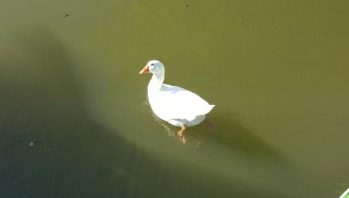 Sportboot Lorenzo - Foto 4