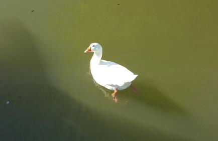 Sportboot Lorenzo - Foto 4