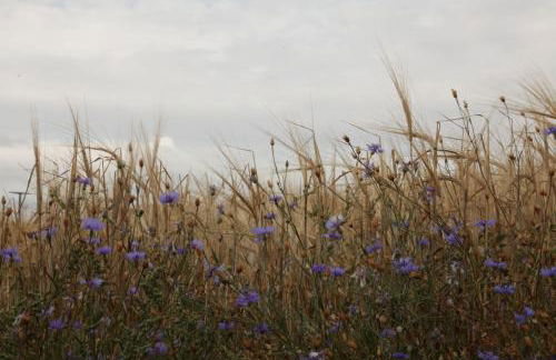 Große Ferienwohnung in Peetzig am See - Foto 79