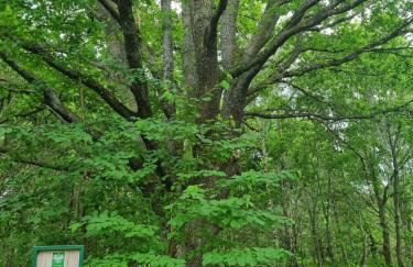 W Małym Sadzie - Foto 37