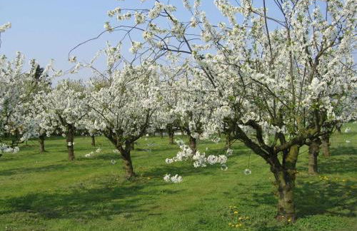 Ferienhaus Deichgraf 65 im Feriend - Photo 8