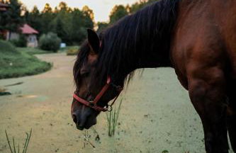 Gajówka Pilica 45A - Foto 11