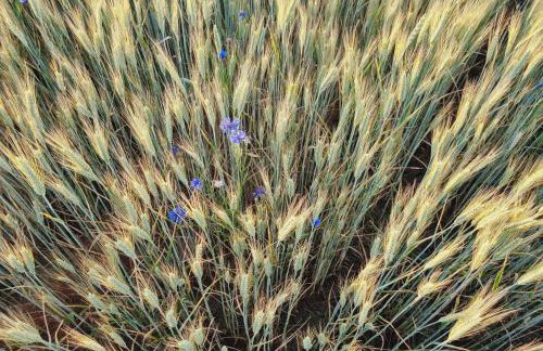 Drewniany dom w brzozowisku - Foto 76