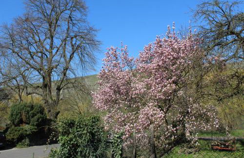 FeWo Freis in Brauneberg - Foto 49