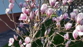 Ferienhaus Bauer - Foto 5, Garden