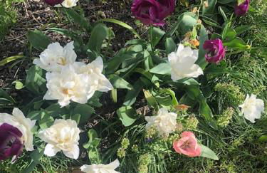 Le jardin d'Alfortville - Foto 11