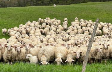 Il Felcino - Photo 15