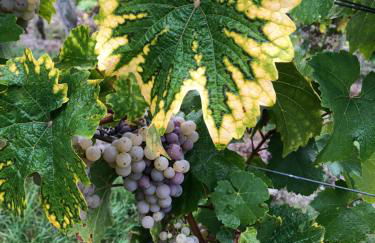 Altes Spitzhaus an der Goldroul - Foto 24