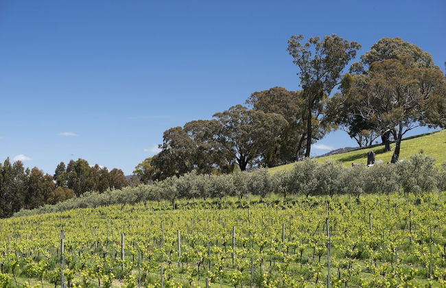 Blue House at Mountainside Wines - Foto 16