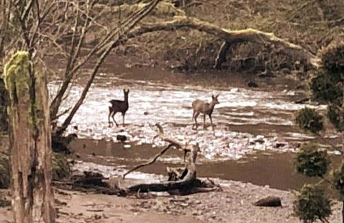 Bonshaw Grange-Riverside Country Retreat, & HotTub - Photo 40