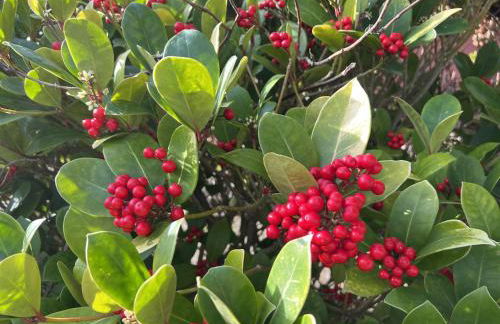 Mole Cottage - Foto 123