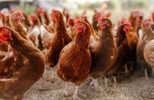 Reethaus 4B - Foto 33