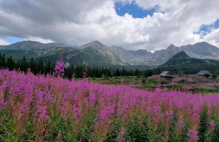 Bukowina Tatrzańska -Czarna Góra- Black Apart- widok na Tatry, jacuzzi, bilard, game room - Foto 59