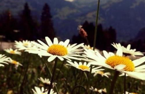 Fewo in Tiefenberg/ Allgäu - Photo 7