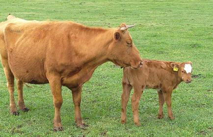 Weidelandfarm am Riebener See - Photo 14