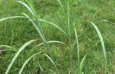 Schilfblume - Foto 37