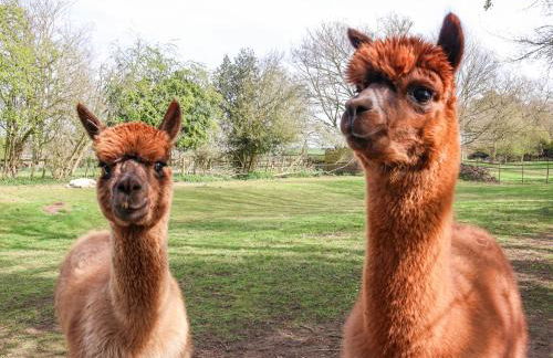 Duck Lodge - Foto 22