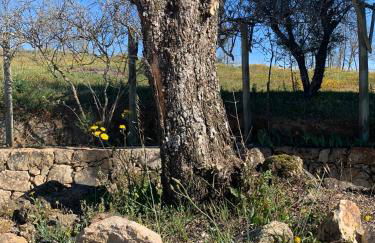 Quinta dos Cedros l Turismo Rural - Foto 21