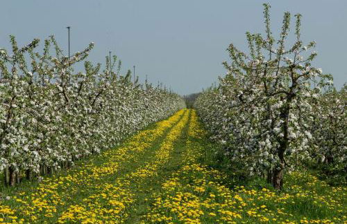 Ferienhaus Elbidylle - Photo 25
