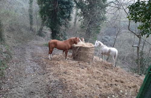 Agriturismo Antica Corte - Foto 25