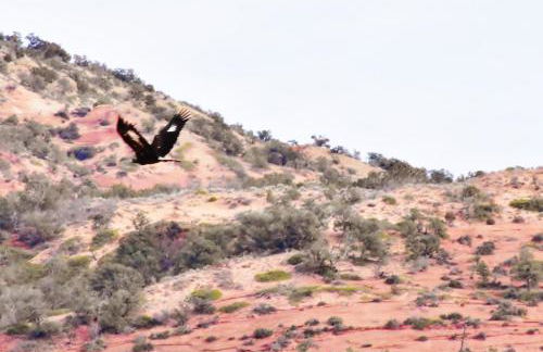 Arrowhead Country Cabins - Foto 32