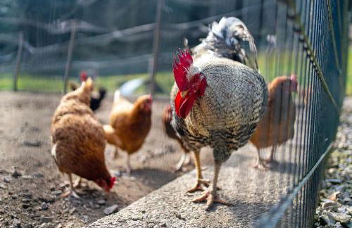 Ferienhof Benz - Foto 7