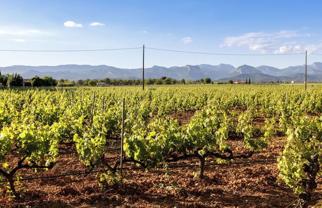 Torrent Fals Agroturismo - Photo 46