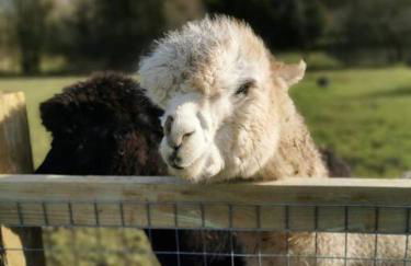 A space with amazing views and alpacas to enjoy - Foto 18