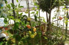 Casa Dirindo - Foto 14