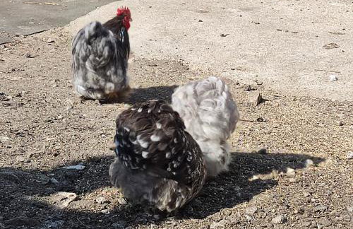 Apartamenty u Gumisia "Gumisiówka" mała agroturystyka Kłodzko Jaszkowa Górna - Foto 39