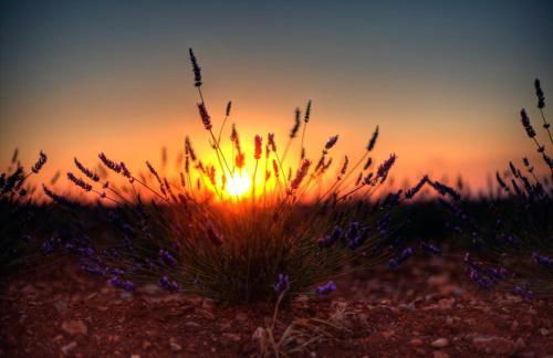 Chez Christophe Valensole - Photo 21