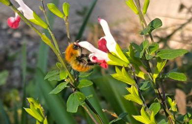 Les Treilles de Salies - Studio au calme - Foto 23