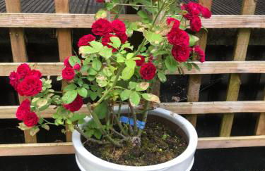 8F Lakeside Lodge Caer Beris Builth Wells - No Tradesman - Foto 26