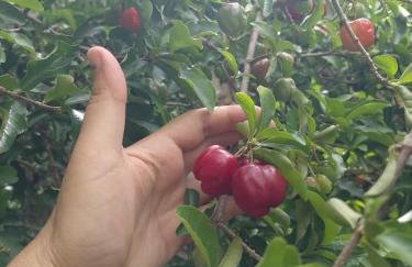 Chácara Vô Chico - Foto 23