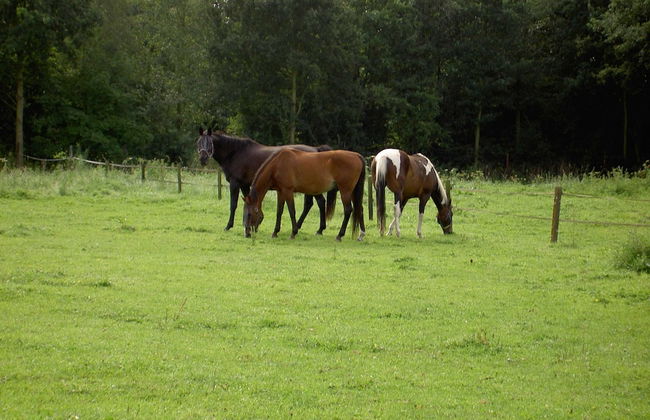 Apartment in Posterholt Near Meinweg Park - Photo 36