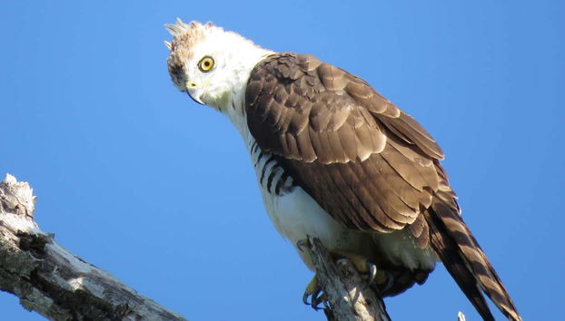Descubriendo todo sobre las aves locales