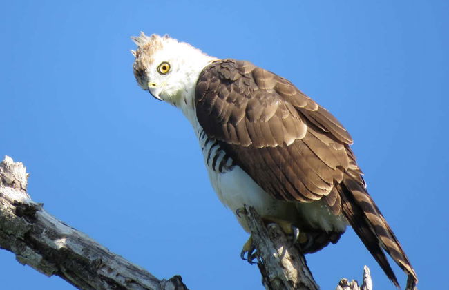Bird Spotting in Sian Kaʼan Biosphere Reserve - Foto 5