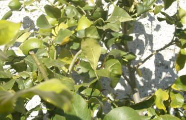 Agriturismo OlivArancio - Foto 58