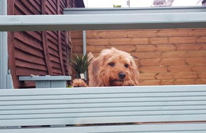 Enlli Fach cabin sleep's 2 adults and 2 children 2 dogs welcome not suitable for contract workers due to parking height restrictions - Photo 44