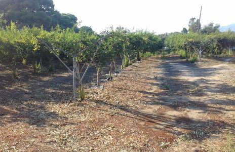 Ktima Rodies in Neochori Zacharo - Foto 34