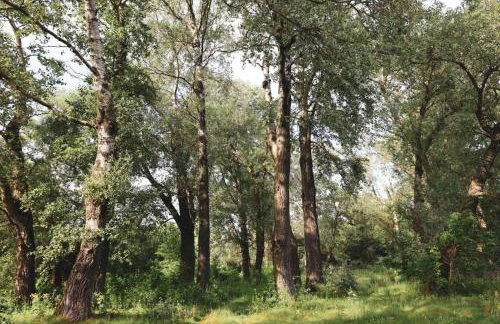 Oaza Święty Spokój - Tiny House z Balią i Jacuzzi przy rzece Narew - Foto 33