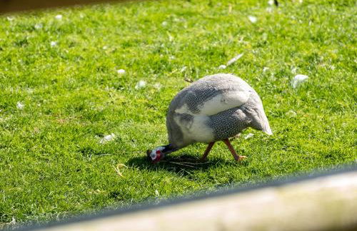 Dolphin Lodge - Photo 30