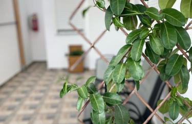 Blue Horizon - Foto 5