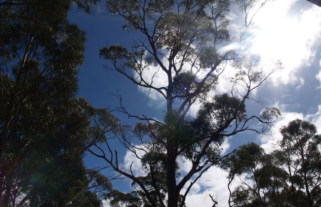 Craggy Peaks Wilderness Cabins - Foto 54