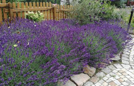 Strefa Ciszy -Lawenda - Foto 30