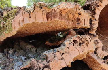 Casa Barroca - Foto 29