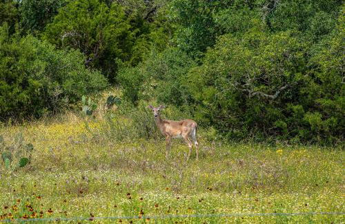 The Century Oak: 3-Unit Estate next to Remi's Ridge & Hayes Hollow - Photo 29