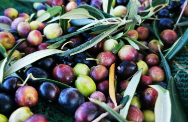 San Processo Agriturismo - Foto 56