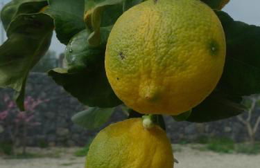 Palazzo Rosso - Foto 32