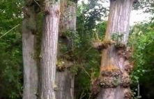 Beautiful Alamedas, un santuario donde el tiempo se detiene - Foto 45